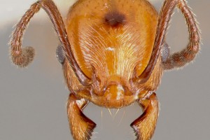 [Huberia striata] head. Image: April Nobile (Specimen code: CASENT0006149). www.antweb.org