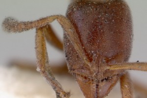 [Hypoponera punctatissima] head. Image: April Nobile (Specimen code: CAS0172336). www.antweb.org