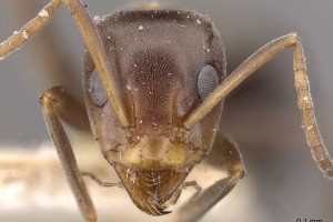 [Iridomyrmex  suchieri] head. Image: Zach Lieberman (Specimen code: ANIC32017917). www.antweb.org