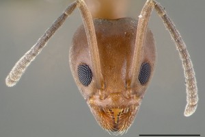 [Linepithema humile] head. Image: April Nobile (Specimen code: CASENT0006020). www.antweb.org