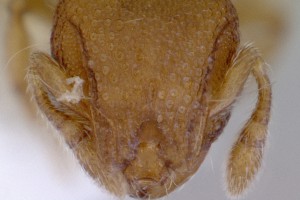 [Mayriella abstinens] head. Image: April Nobile (Specimen code: CASENT0172349). www.antweb.org