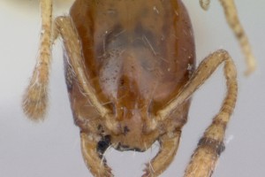 [Monomorium antipodum] head. Image: April Nobile (Specimen code: CASENT0172940). www.antweb.org