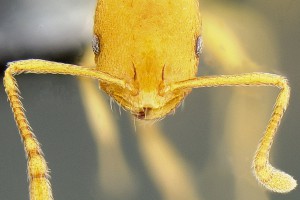 [Monomorium pharaonis] head. Image: Eli M. Sarnat (Specimen:CASENT0171086). www.antweb.org