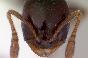 [Monomorium sydneyense] head. Image: April Nobile (Specimen code: CASENT0172359). www.antweb.org