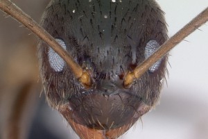 [Nylanderia] spp head. Image: April Nobile (Specimen code: CASENT0173886). www.antweb.org 
