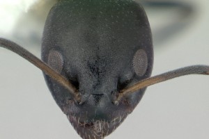[Ochetellus glaber] head. Image: Erin Prado (Specimen code: CASENT0178874). www.antweb.org