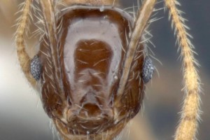 [Pheidole megacephala] head. Image: Adam Lazarus (Specimen code: ANTWEB1008103). www.antweb.org