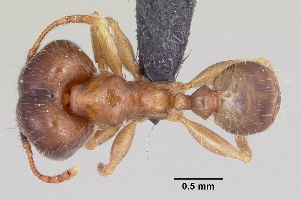 Bigheaded ant - Pheidole megacephala (Fabricius)