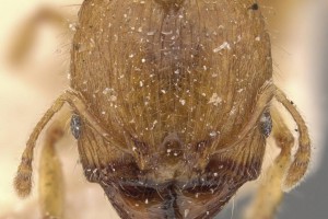 [Pheidole rugosula] (major) head. Image: Will Ericson (Specimen code: CASENT0908062). www.antweb.org