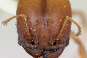 [Pheidole vigilans] (major) head. Image: April Nobile (Specimen code: CASENT0172951). www.antweb.org