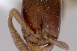 [Ponera leae] head. Image: April Nobile (Specimen code: CASENT0172337). www.antweb.org