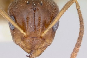 [Prolasius advena] head. Image: April Nobile (Specimen code: CASENT0172948). www.antweb.org