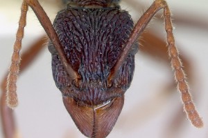 [Rhytidoponera chalybaea] head. Image: April Nobile (Specimen code: CASENT0172343). www.antweb.org