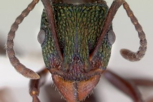 [Rhytidoponera metallica] head. Image: April Nobile (Specimen code: CASENT0172345). www.antweb.org