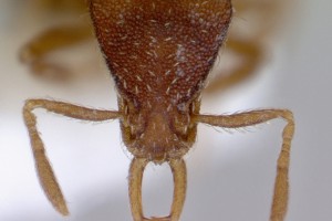 [Strumigenys perplexa] head. Image: April Nobile (Specimen code: CASENT0172367). www.antweb.org