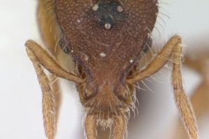 [Strumigenys xenos] head. Image: April Nobile (Specimen code: CASENT0178232). www.antweb.org