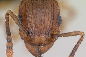 [Tetramorium bicarinatum] head. Image: April Nobile (Specimen code: CASENT0060334). www.antweb.org