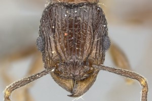 [Tetramorium grassii] head. Image: Ryan Perry (Specimen code: CASENT0249009). www.antweb.org