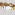 Fig. a [Chelaner antarcticus] propodium without spines. Image: Michael Branstetter (Specimen code: CASENT0106264). www.antweb.org  Image