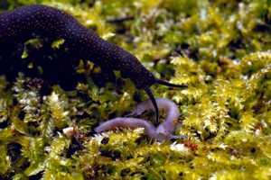 Female [P. novaezealandiae] with newborn. Image: M. Heffer