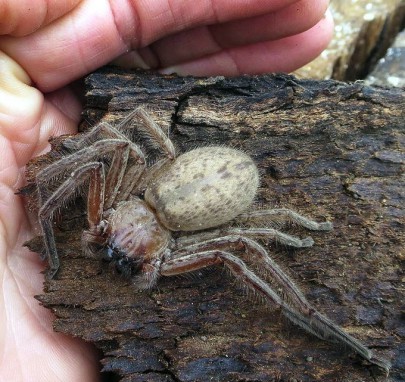 Avondale spider. Image: Phil Bendle Collection