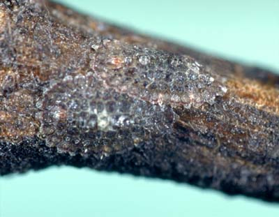 [Aphenochiton inconspicuus] - two adult females on a stem of a [Coprosma] sp. at Birdlings Flat, near Christchurch.