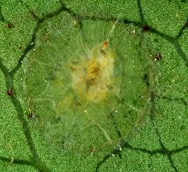 [Aphenochiton kamahi]  - adult female. The yellow part in the middle is her unborn crawlers, the small orange-brown spot her anal plates (where she gets rid of honeydew); the outer part is nearly transparent.