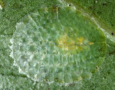 [Aphenochiton subtilis]. Adult female. The rows of waxy plates covering the insect body show up particularly well because this photo was taken with cross-lighting. 