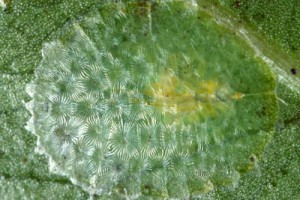 [Aphenochiton subtilis]. Adult female. The rows of waxy plates covering the insect body show up particularly well because this photo was taken with cross-lighting. 