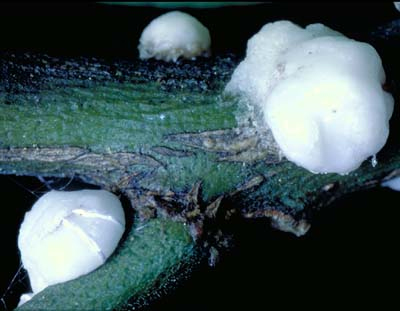 [Ceroplastes destructor] - adult females. The one on the left is undamaged and shows the stripes of harder wax on its side. The female on the right's soft wax has been slightly squished.