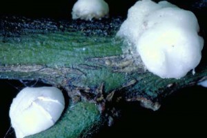 [Ceroplastes destructor] - adult females. The one on the left is undamaged and shows the stripes of harder wax on its side. The female on the right's soft wax has been slightly squished.