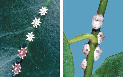 [Ceroplastes sinensis] L: immatures: 2nd-instars (white) and 3rd-instars (pink). R: adult females; they have buttons and stripes of a different kind of wax that is left over from the immature stages.