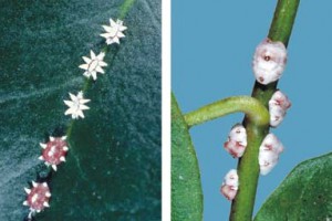 [Ceroplastes sinensis] L: immatures: 2nd-instars (white) and 3rd-instars (pink). R: adult females; they have "buttons" and stripes of a different kind of wax that is left over from the immature stages.