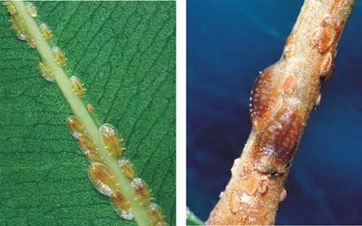 [Coccus hesperidum]. L: immature and young adult females. R: two adult females and immature females. 