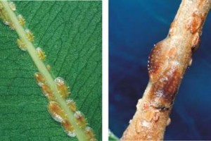 [Coccus hesperidum]. L: immature and young adult females. R: two adult females and immature females. 