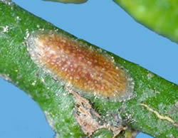 [Coccus longulus] - young adult female, on stem of citrus. She is facing head to the right and her two eye spots are small black dots, one on either side.