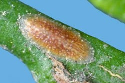 [Coccus longulus] - young adult female, on stem of citrus. She is facing head to the right and her two eye spots are small black dots, one on either side.