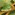 Conical beech scale [Crystallotesta fagi] (Maskell) Image