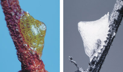 [Crystallotesta fagi]. L: a young female fills her clear waxy test and her greenish colour shows through. R: an old female her body shrunk to the anterior end of her white glassy wax test [lower end in picture] after producing all her crawlers. 