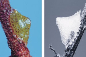 [Crystallotesta fagi]. L: a young female fills her clear waxy test and her greenish colour shows through. R: an old female her body shrunk to the anterior end of her white glassy wax test [lower end in picture] after producing all her crawlers. 