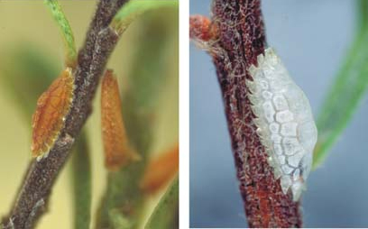 [Crystallotesta leptospermi]. L: young adult female, her colour pattern mimics the leaf bud scales of the host plant kanuka. R: old female, her body has shrunk to a small dark lump at the head [head facing down the twig] after producing her young.