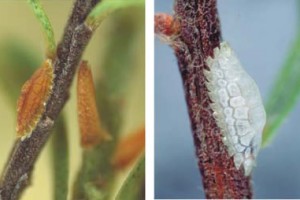 [Crystallotesta leptospermi]. L: young adult female, her colour pattern mimics the leaf bud scales of the host plant kanuka. R: old female, her body has shrunk to a small dark lump at the head [head facing down the twig] after producing her young.