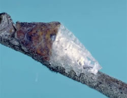 Glassy beech scale [Crystallotesta neofagi] Henderson &amp;amp;amp;amp;amp; Hodgson