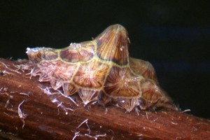 [Crystallotesta ornata]