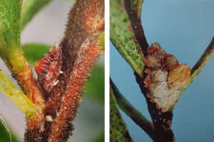 [Crystallotesta ornatella] L: young female; R: old female