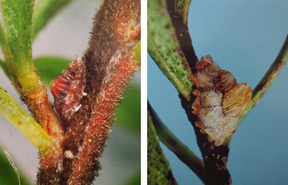 [Crystallotesta ornatella] L: young female; R: old female