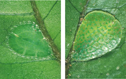 [Ctenochiton paraviridis]. L: a young adult female. R: a mature female with several new crawlers nearby on the leaf. 