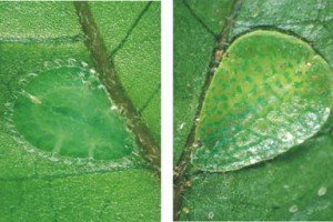 [Ctenochiton paraviridis]. L: a young adult female. R: a mature female with several new crawlers nearby on the leaf. 