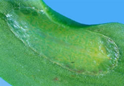 [Ctenochiton toru]. A mature female. She has caused the leaf to curl on its edge. 