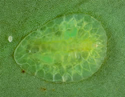 [Ctenochiton viridis]. A mature female with a new crawler walking away on the leaf. 